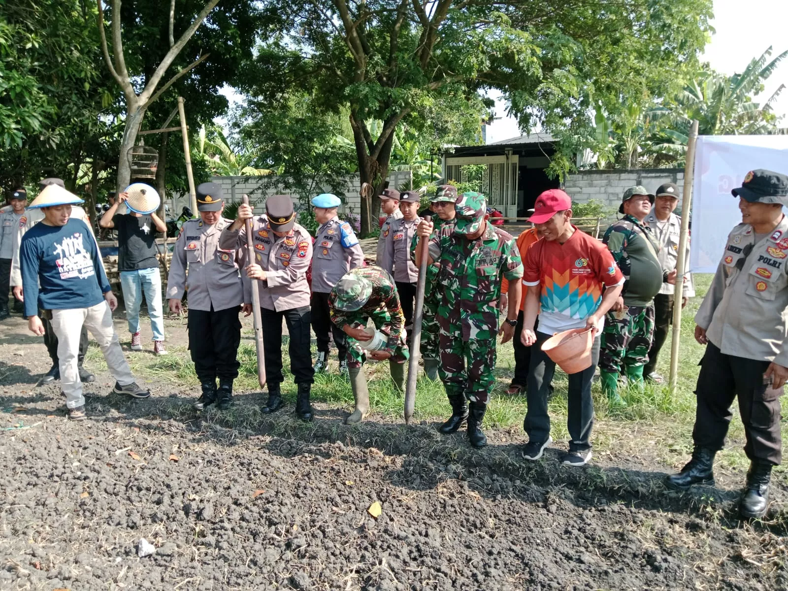 Forkopimka Krembung Kompak Tanam Jagung Dukung Swasembada Pangan