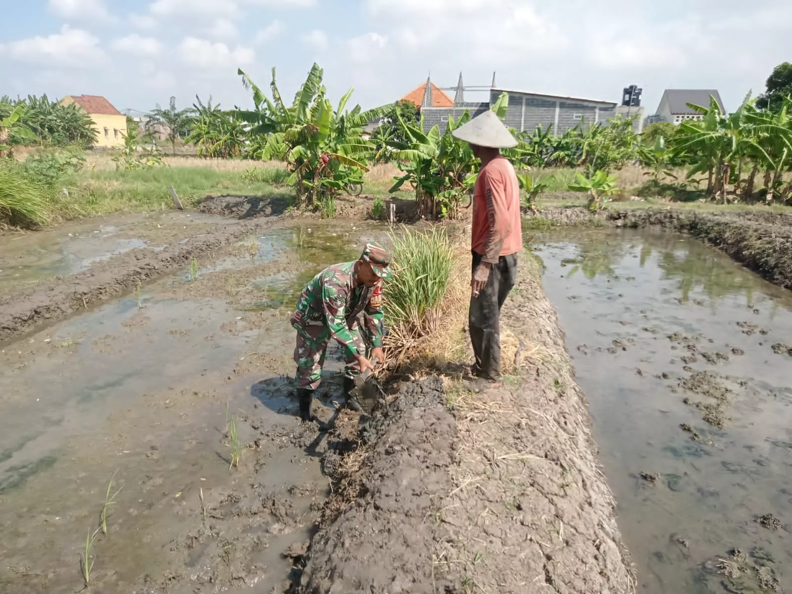 Babinsa Taman Dampingi Gapoktan Tunggal Wadah 1: Kawal Pertumbuhan Padi Ciherang Menuju Panen Berkualitas