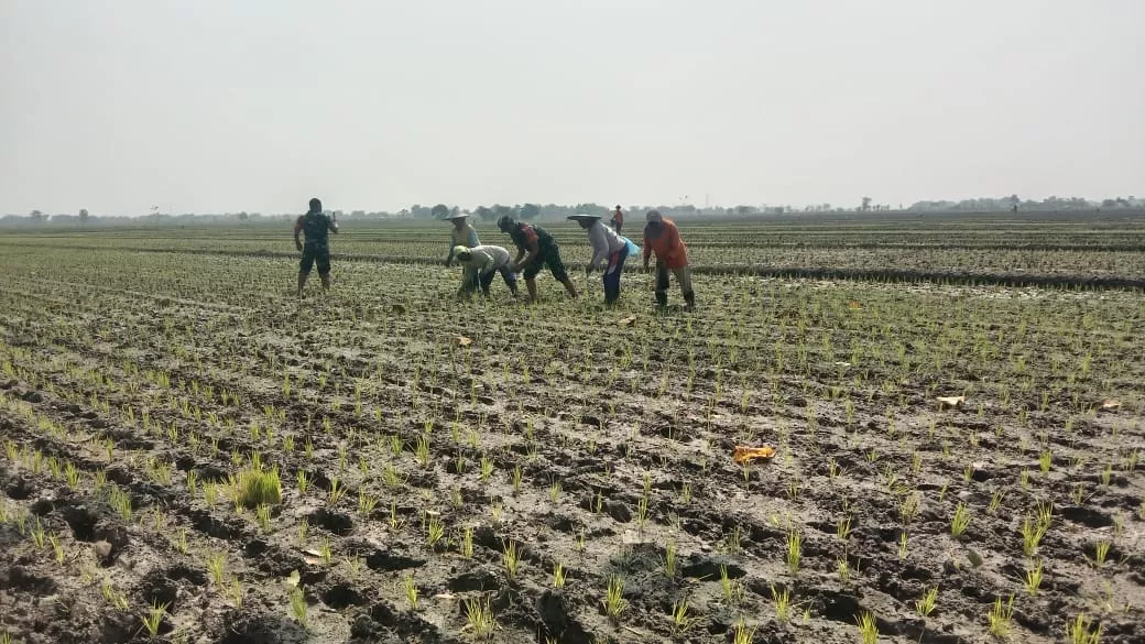 Babinsa Wirobinting Sertu Novem Dampingi Petani Poktan Sejahtera, Tanam Padi di Lahan 2 Hektar Demi Ketahanan Pangan