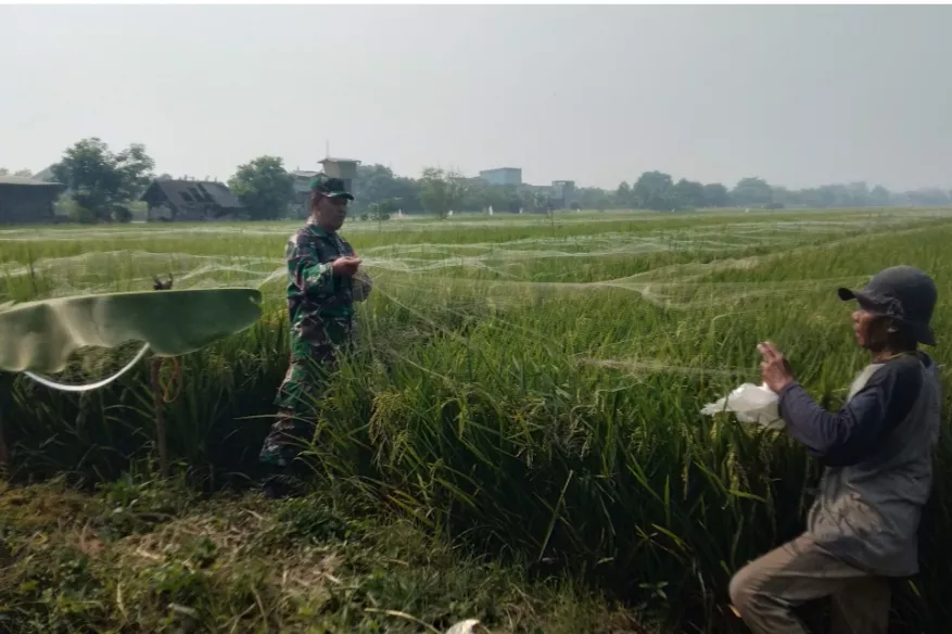 Sertu Sunaryo Turun Sawah: Pendampingan Intensif Perawatan Padi Poktan PUTRA DELTA di Desa Tawangsari