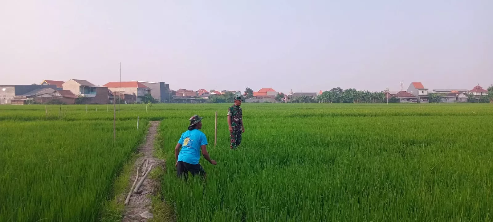 Babinsa Koramil 0816/14 Taman Bersinergi dengan Gapoktan Rawat Padi Ciherang