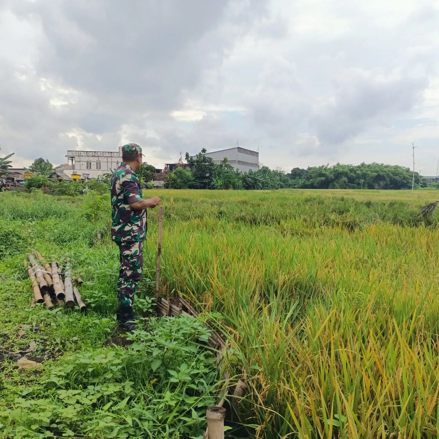 Babinsa Koramil 0816/14 Taman Dampingi Petani Poktan Anugrah Lakukan Perawatan Padi Menjelang Panen
