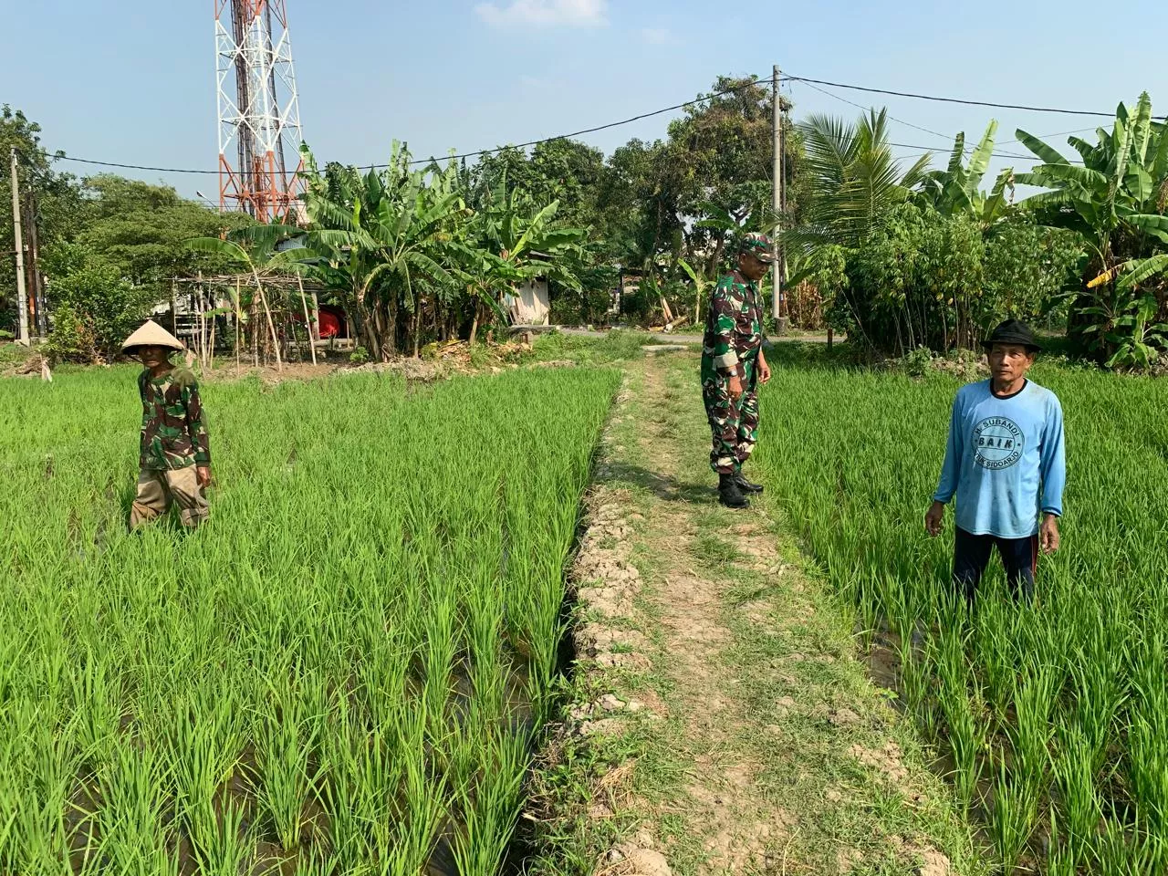 Babinsa Taman Dampingi Petani Sambi Bulu Rawat Lahan Padi Tahap II Dukung Ketahanan Pangan