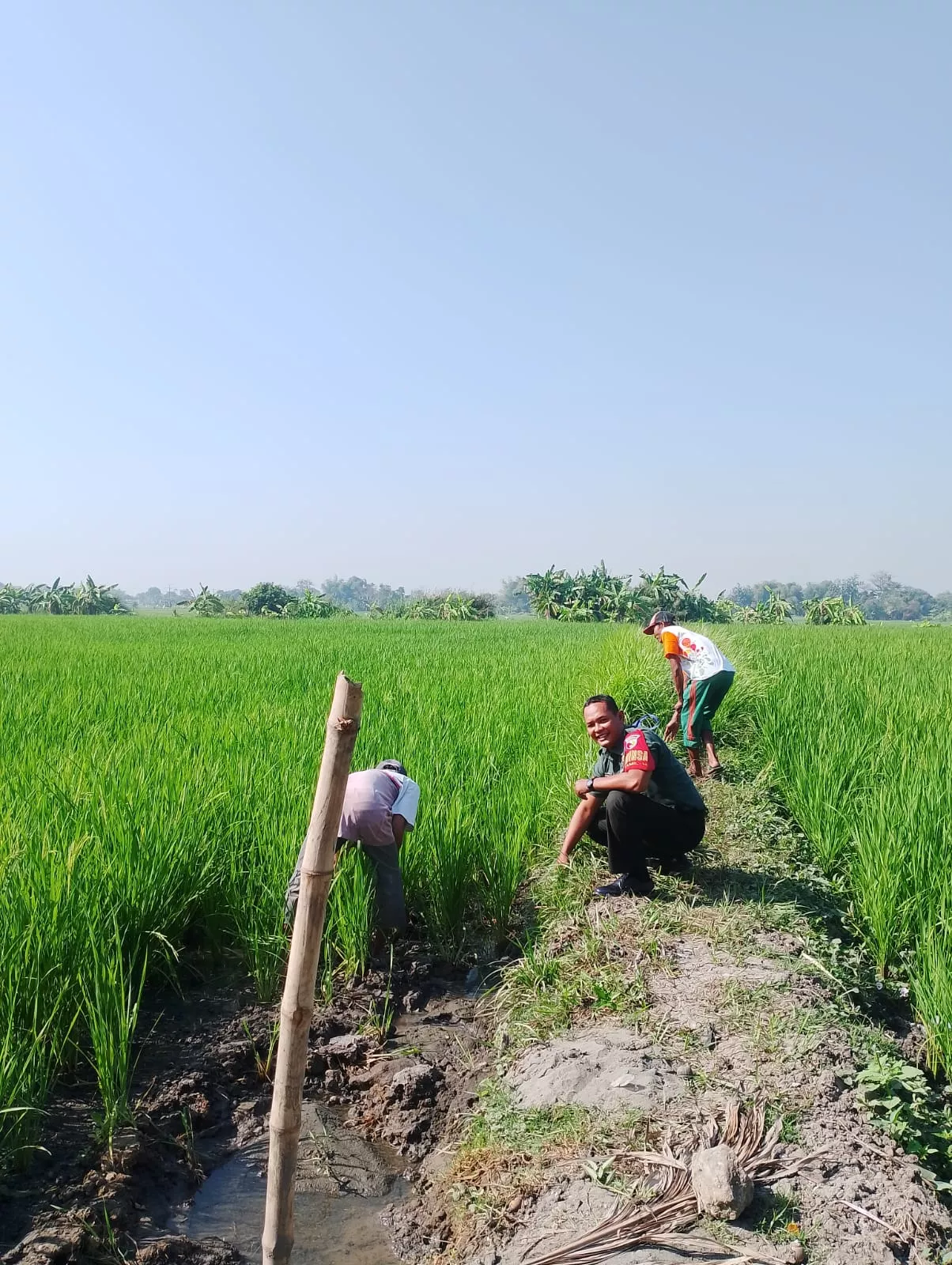 Turun ke Sawah, Babinsa Serda Dwi Prabowo Dampingi Petani Sidodadi: Sinergi TNI dan Petani Wujudkan Ketahanan Pangan