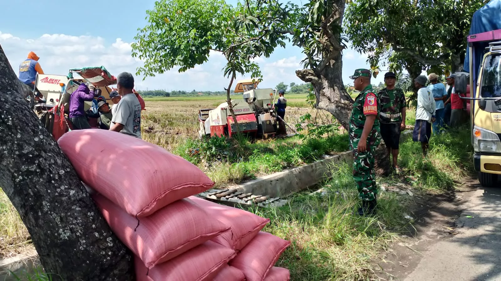 Babinsa Kemuning Dampingi Petani Panen Padi: Wujud Sinergi untuk Ketahanan Pangan Desa