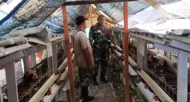 Batuud Koramil 0816/08 Jabon Dampingi Peternak Ayam Petelur, Wujudkan Ketahanan Pangan Masyarakat