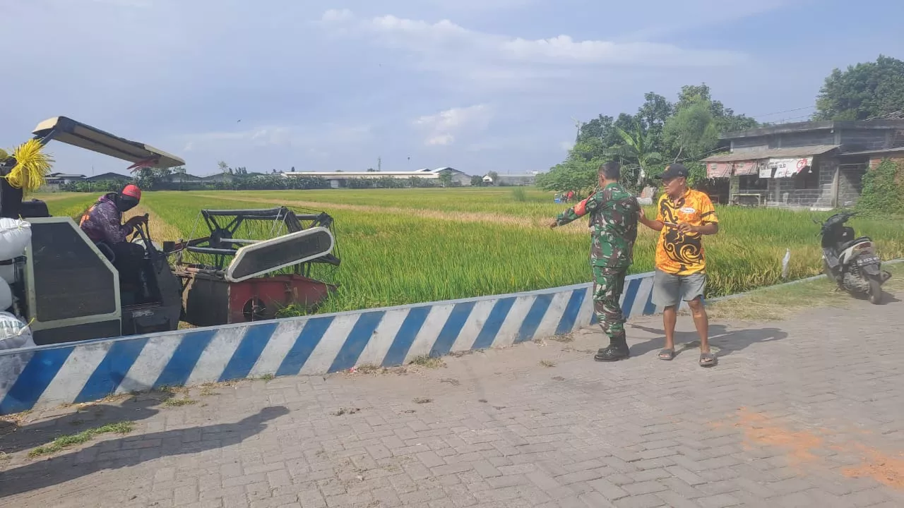 Babinsa Koramil 0816/03 Buduran Dampingi Petani Panen Padi di Banjarkemantren: Wujud Nyata Dukungan TNI untuk Ketahanan Pangan Daerah