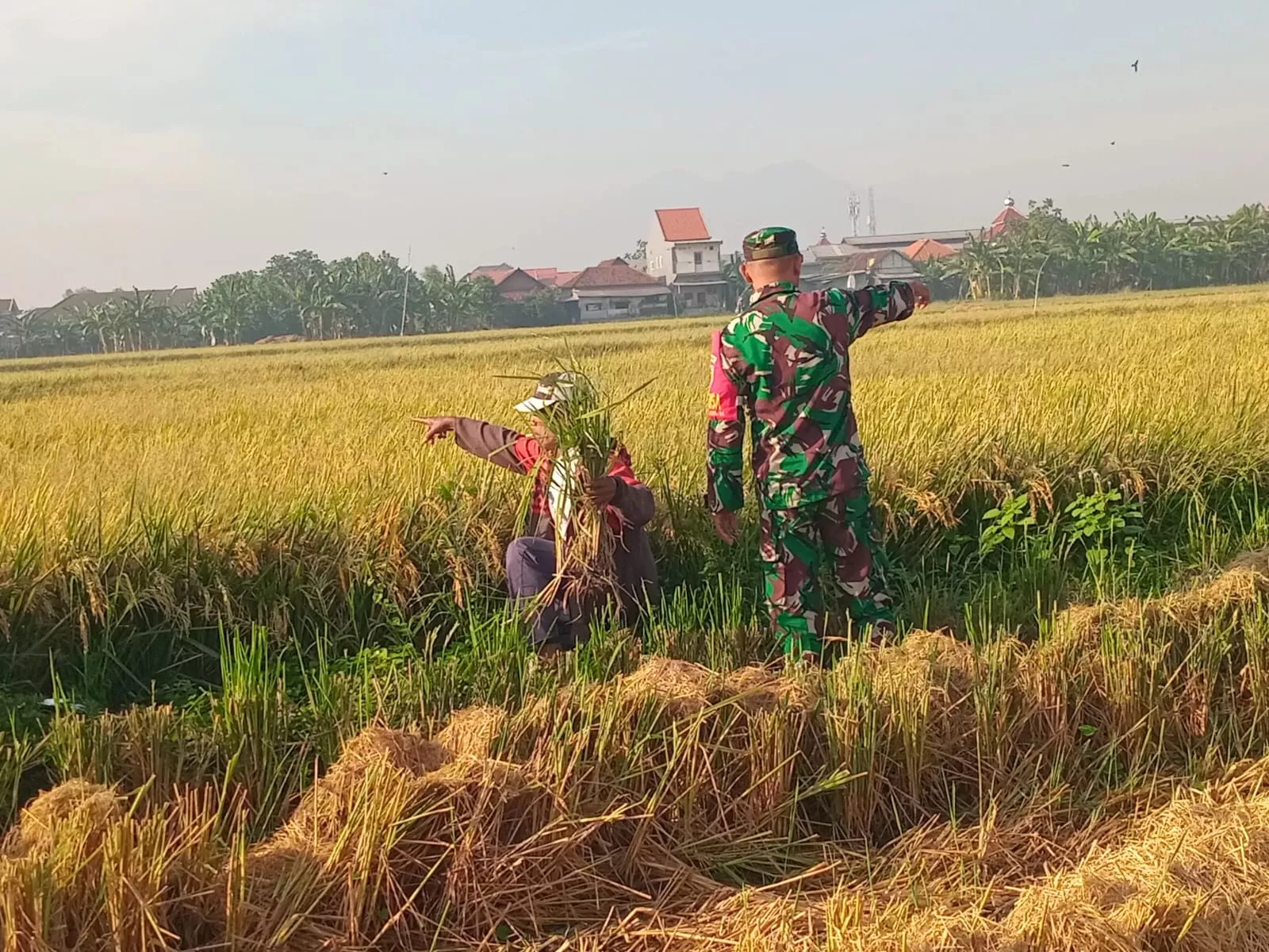 Babinsa Koramil 0816/14 Taman Dampingi Petani Panen Padi Ciherang: Wujud Sinergi TNI dan Gapoktan Anugrah untuk Ketahanan Pangan