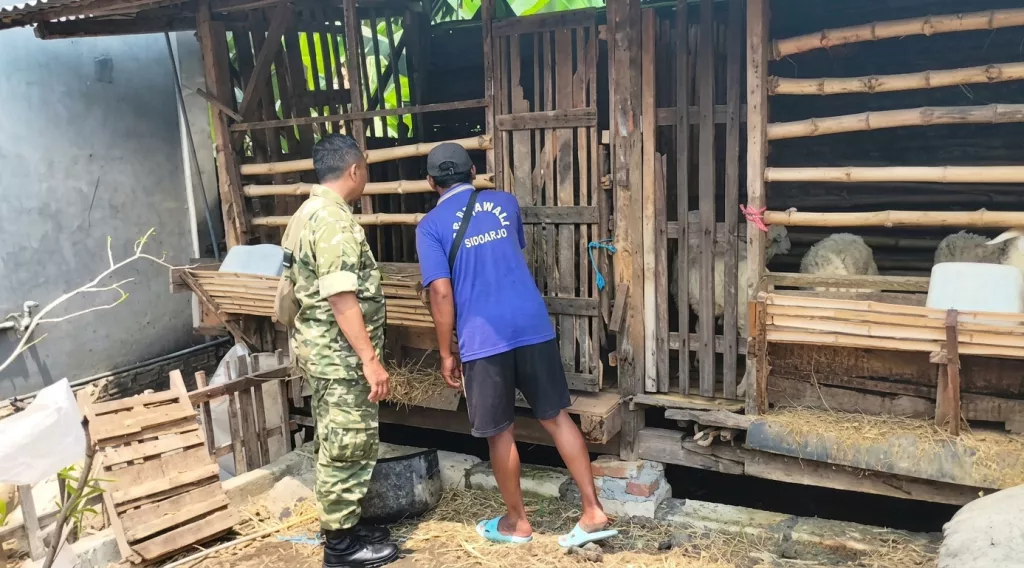 Babinsa Gelam Jalin Komsos dengan Peternak Kambing, Dukung Penguatan Ekonomi Warga