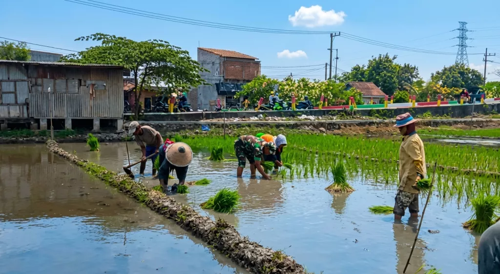 Babinsa Porong Dampingi Penanaman Padi di Kedungsolo, Perkuat Ketahanan Pangan dan Semangat Petani