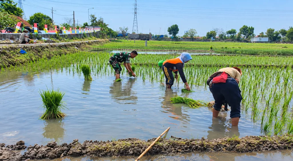 Babinsa Porong Dukung Ketahanan Pangan Lewat Tanam Padi di Lajuk