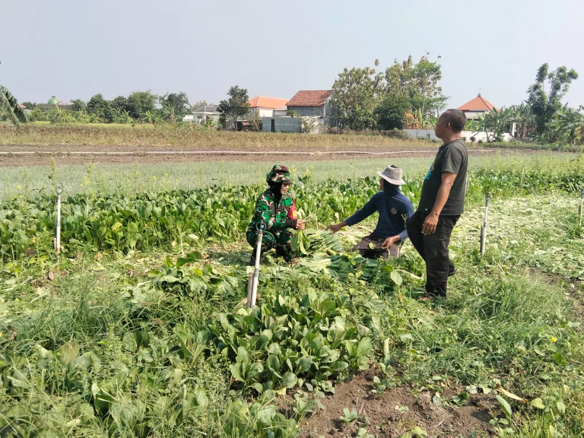 Panen Sawi Bersama Petani, Babinsa Krembung Perkuat Semangat Ketahanan Pangan