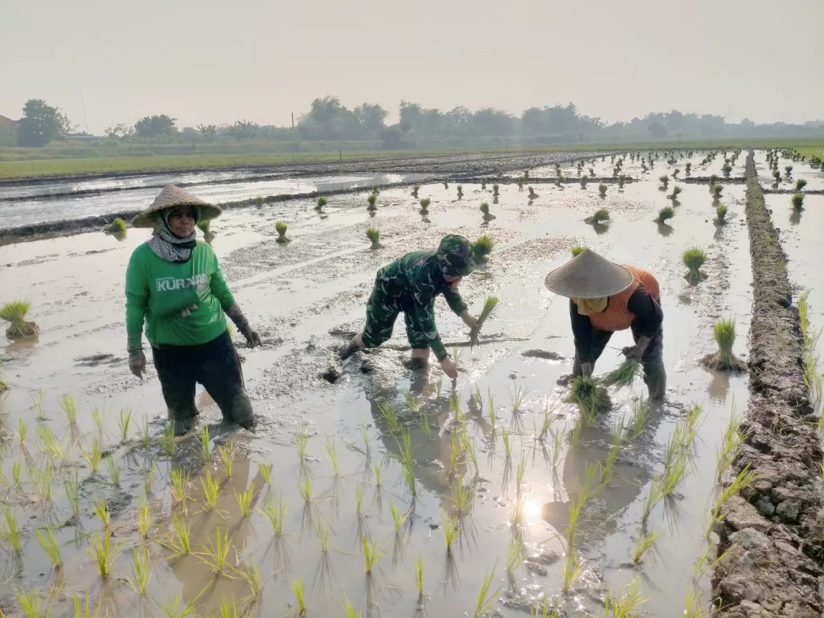 Babinsa Krembung Bersama Petani Tanam Padi, Perkuat Ketahanan Pangan dari Desa