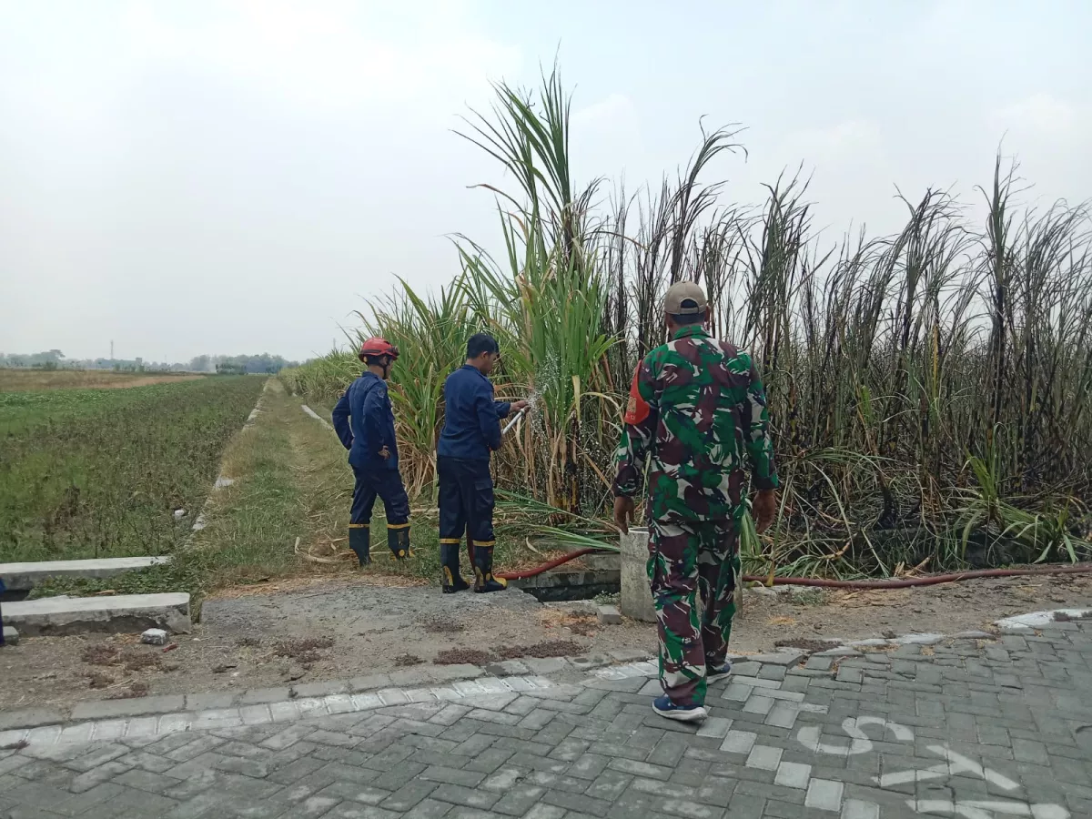 Babinsa dan Warga Bantu Padamkan Kebakaran Tebu